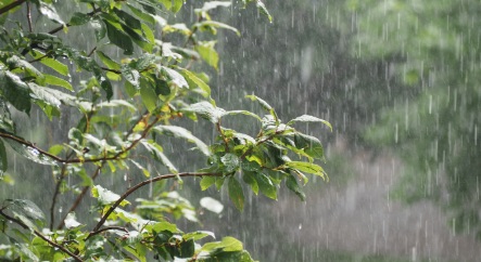 雨